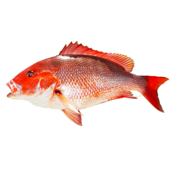 Red Snapper medium picture